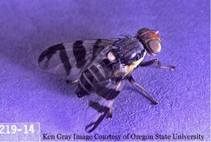 Adult Western Cherry Fruit Fly